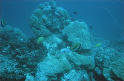 01530_Great Barrier Reef